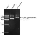 DNA Gel-shift assay for Recombinant Polynucleosomes H3.3 (G34W). 