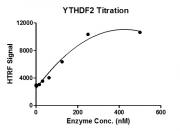 HTRF Assay for Recombinant YTHDF2 protein activity.