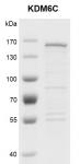 Recombinant KDM6C protein gel.