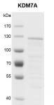 <b>Recombinant KDM7A protein gel.</b>