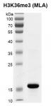 Recombinant Histone H3K36me3 (MLA) gel.