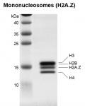 Recombinant Mononucleosomes (H2A.Z) - biotinylated, SDS-PAGE.