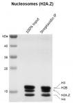 Streptavidin pull-down for Recombinant Mononucleosomes (H2A.Z) - biotinylated.