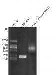 Recombinant Mononucleosomes (H2A.Z) - biotinylated, DNA gel.