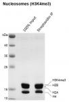 Streptavidin pull-down for Recombinant Mononucleosomes H3K4me3 (EPL) - biotinylated.