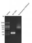 Recombinant Mononucleosomes H3K4me3 (EPL) - biotinylated, DNA gel.