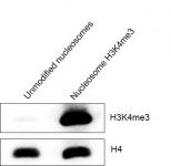 Western Blot analysis for Mononucleosomes H3K4me3 (EPL) - biotinylated.