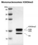Recombinant Mononucleosomes H3K9me3 (EPL) protein gel.