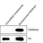 Western Blot analysis of Recombinant Mononucleosomes H3K9me3 (EPL)