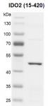 ecombinant IDO2 (15-420) protein gel