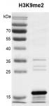 Recombinant Histone H3K9me2 (MLA) protein gel.