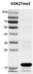 Recombinant Histone H3K27me2 (MLA) protein gel.