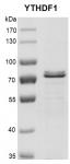 Recombinant YTHDF1 protein gel.