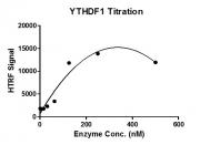 HTRF Assay for Recombinant YTHDF1 protein activity.