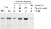 Binding Assay for Recombinant YTHDF1 protein.