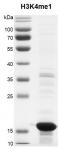 Recombinant Histone H3K4me1 (MLA) protein gel.