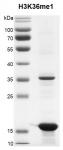 Recombinant Histone H3K36e3 (MLA) protein gel.
