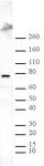 ASH2L antibody (pAb) tested by Western blot.