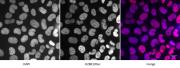 Histone H2BK120ac antibody (pAb) tested by immunofluorescence.
