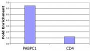 Histone H3K23ac antibody (pAb) tested by ChIP.