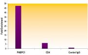 Histone H3K79me1 antibody (pAb) tested by ChIP.