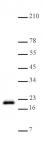 Histone H3K79me1 antibody (pAb) tested by Western blot.