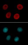 Histone H4K12ac antibody (pAb) tested by immunofluorescence.