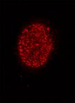 Histone H4K5ac antibody (pAb) tested by immunofluorescence.