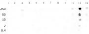 Histone H3K27me2 antibody (pAb) tested by dot blot analysis.