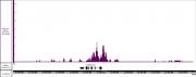 NFκB p65 antibody (rAb) tested by CUT&RUN