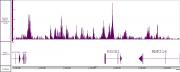 Histone H3K4me1 antibody (mAb) tested by CUT&Tag.