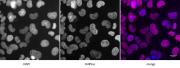 Histone H4K5ac antibody (pAb) tested by immunofluorescence.