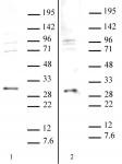 SAP30 antibody (pAb) tested by Western blot.