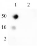 Ubiquitin antibody (mAb) tested by Western blot.