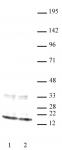 Histone H3 antibody (mAb) tested by Western blot.