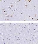 5-Hydroxymethylcytosine (5-hmC) antibody (pAb) tested by immunohistochemistry.