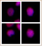 MEIS 1/2/3 antibody (mAb) tested by immunofluorescence.