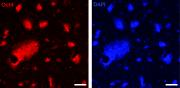Oct-4 antibody (pAb) tested by immunofluorescence.