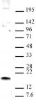 HMGN1 antibody (pAb) tested by Western blot.
