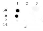 Histone H3K9me1 antibody (pAb) tested by dot blot analysis.