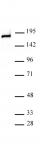 DNMT1 antibody (pAb) tested by Western blot.