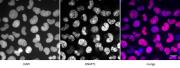 DNMT1 antibody (pAb) tested by immunofluorescence.