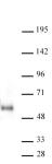 MAZ antibody (mAb) tested by Western Blot. 