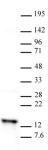 Histone H2A antibody (pAb) tested by Western blot.
