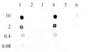 5-Hydroxymethylcytosine (5-hmC) antibody (mAb) tested by dot blot analysis.