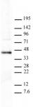 PRMT6 antibody (pAb) tested by Western blot.