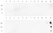 Histone H3K36me3 antibody (mAb) tested by dot blot analysis.