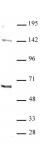GATA-6 antibody (pAb) tested by Western blot.
