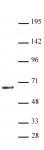 KLF5 antibody (pAb) tested by Western blot.