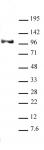 Notch1 antibody (mAb) tested by Western blot.